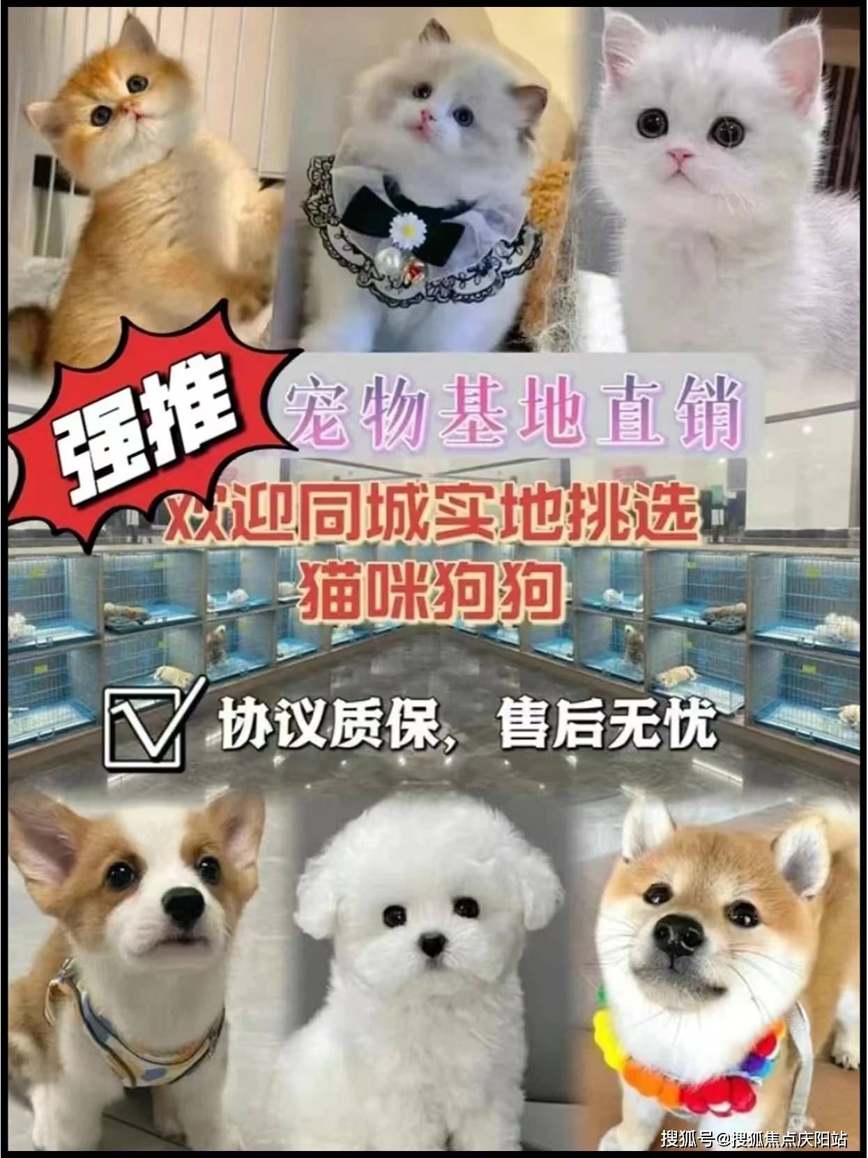 泰迪犬报价图片