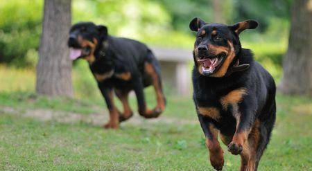 罗威纳警犬妞妞图片