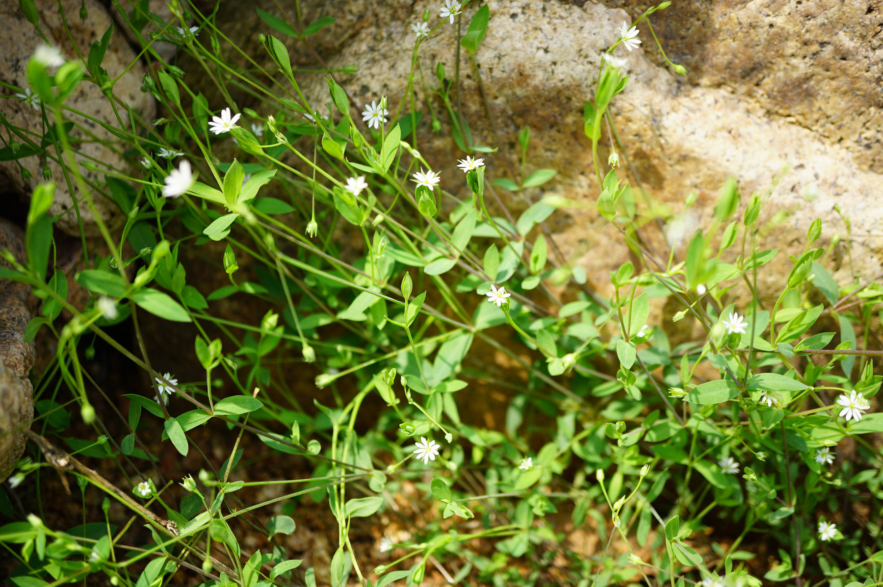 我见到的山东本土植物和园林栽培植物523雀舌草