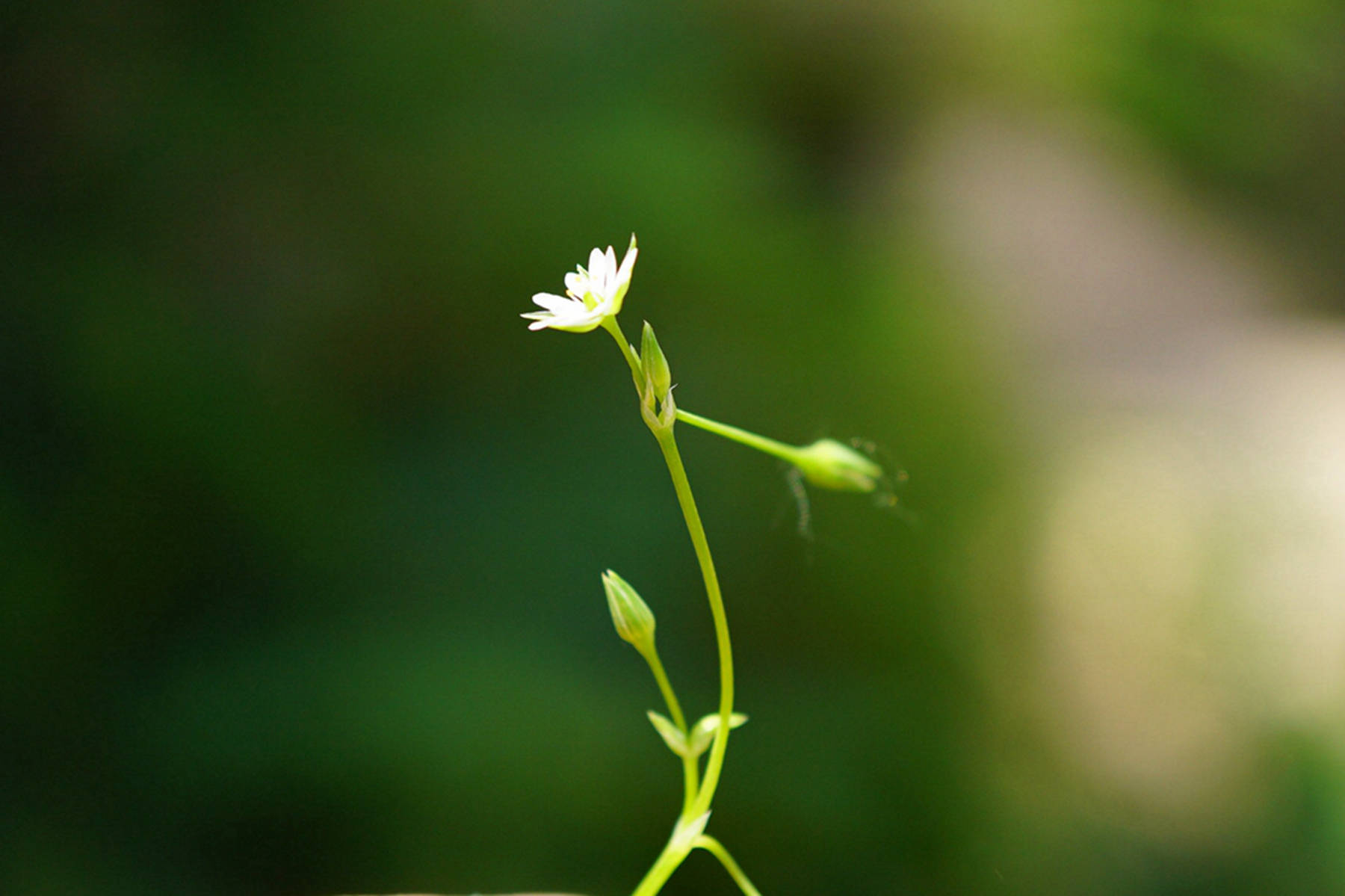 我见到的山东本土植物和园林栽培植物(523)雀舌草