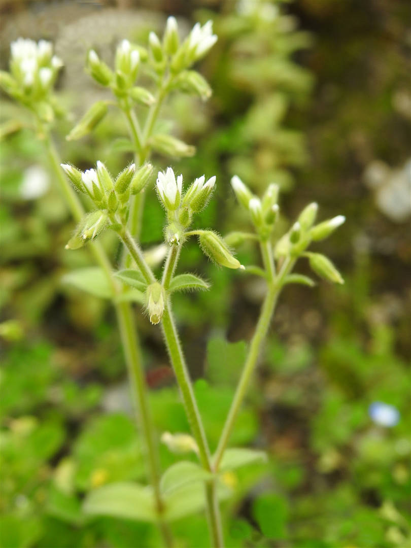 我见到的山东本土植物和园林栽培植物(525)簇生泉卷耳