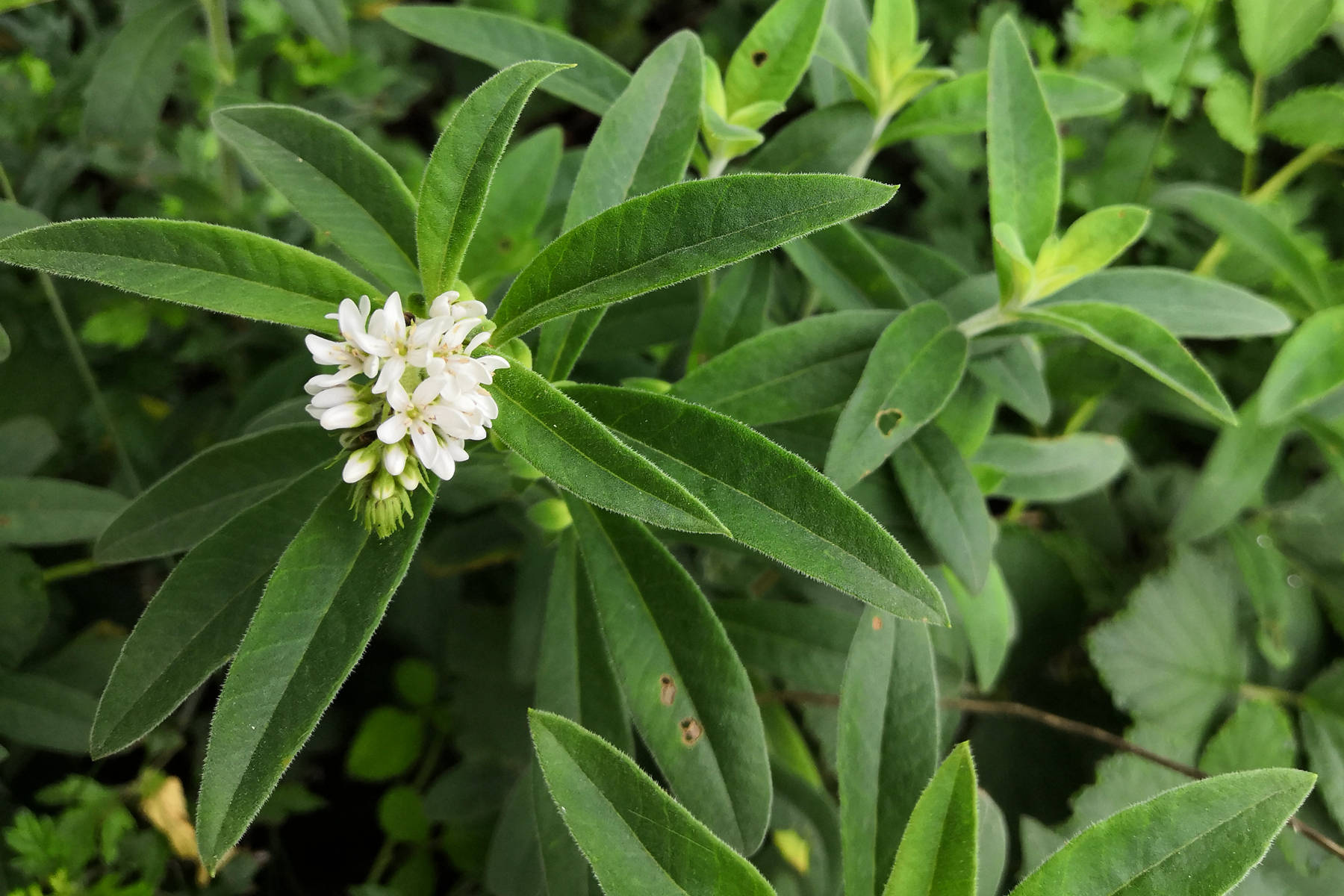 狼尾花花语图片