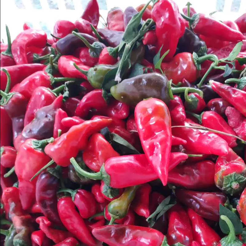 同乐余干椒薄皮香椒辣椒种子