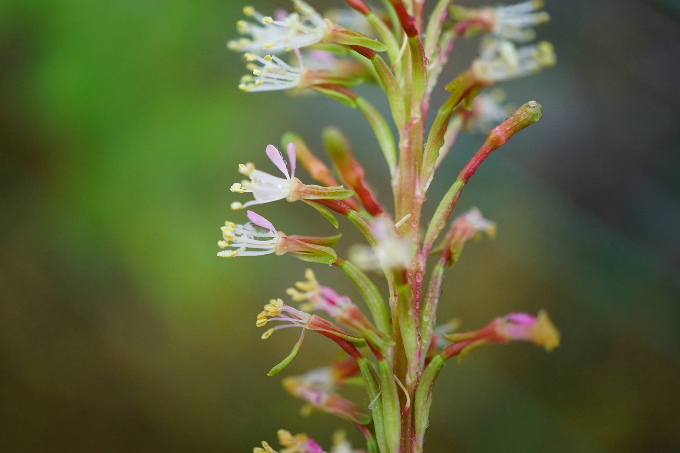 我见到的山东本土植物和园林栽培植物(536)小花山桃草