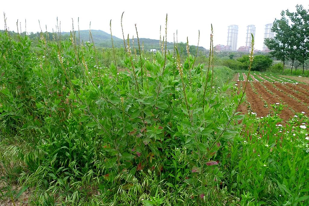 我见到的山东本土植物和园林栽培植物(536)小花山桃草