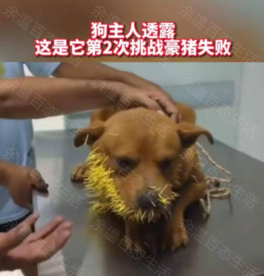 老余想说不得不说这只狗狗胆子真的很大,一次败在豪猪的手下还不够,时