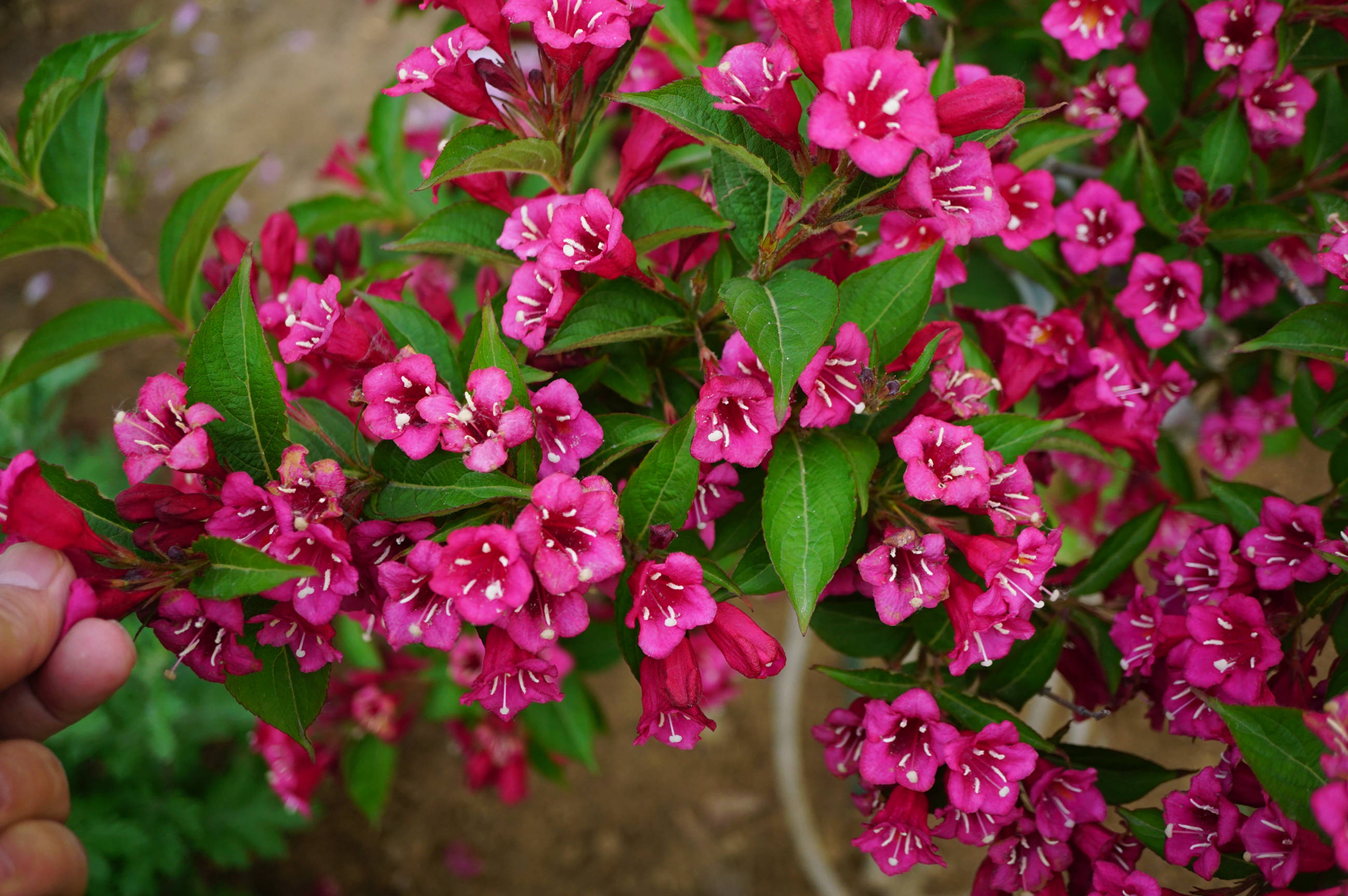 我见到的山东本土植物和园林栽培植物