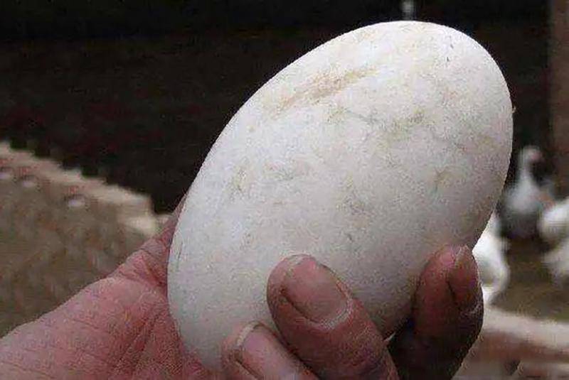 可这大鹅好像有感应一般,在那天突然就下了一个鹅蛋.