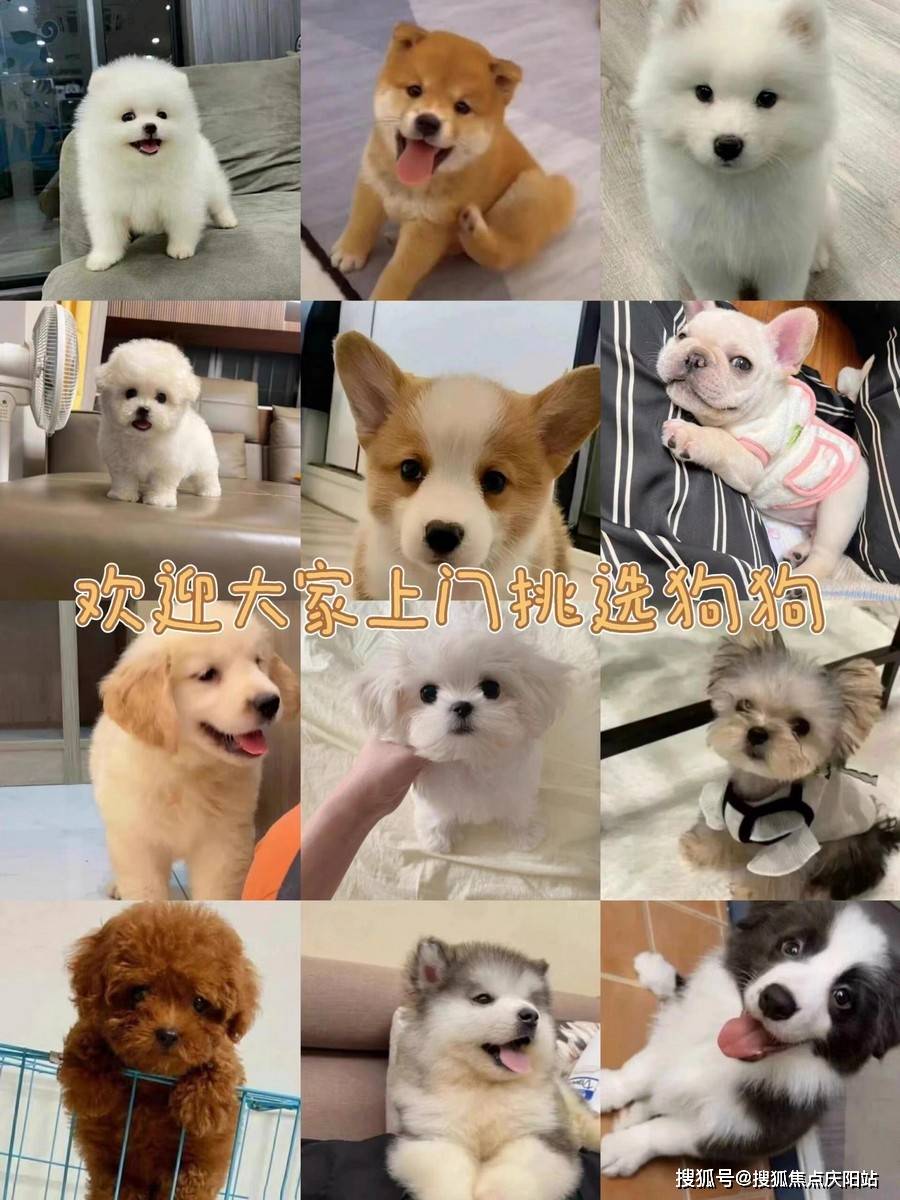 南京买阿拉斯加犬首页网站(南京江宁区)买阿拉斯加犬店铺推荐