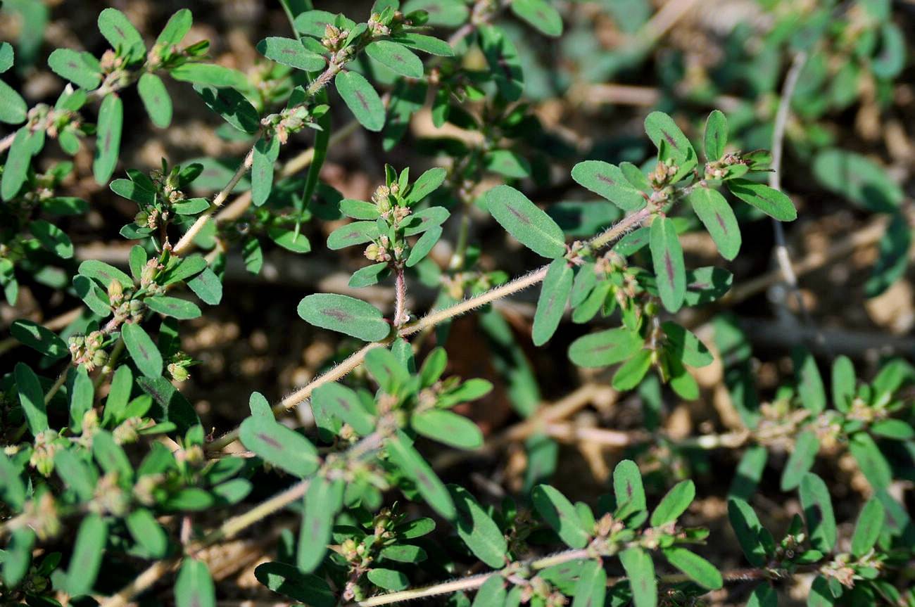 我见到的山东本土植物和园林栽培植物(595)斑地锦草