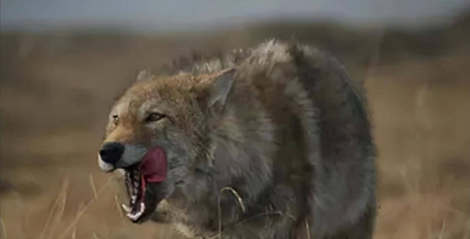 2010年狼崽母亲殉情,它被成都姑娘养大,10年后草原相见已不敢认