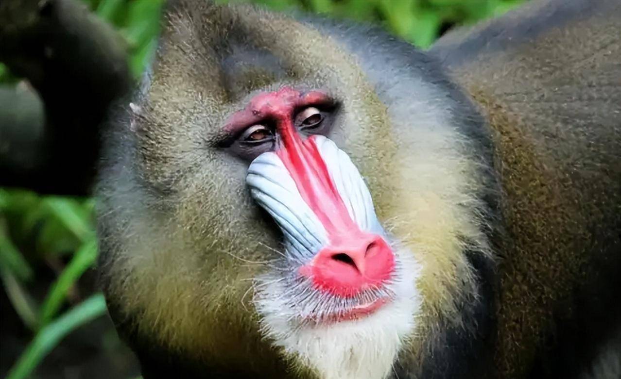 俗语中说的"大马猴",自然不是生长在深山老林中的猴科动物,而是指人.