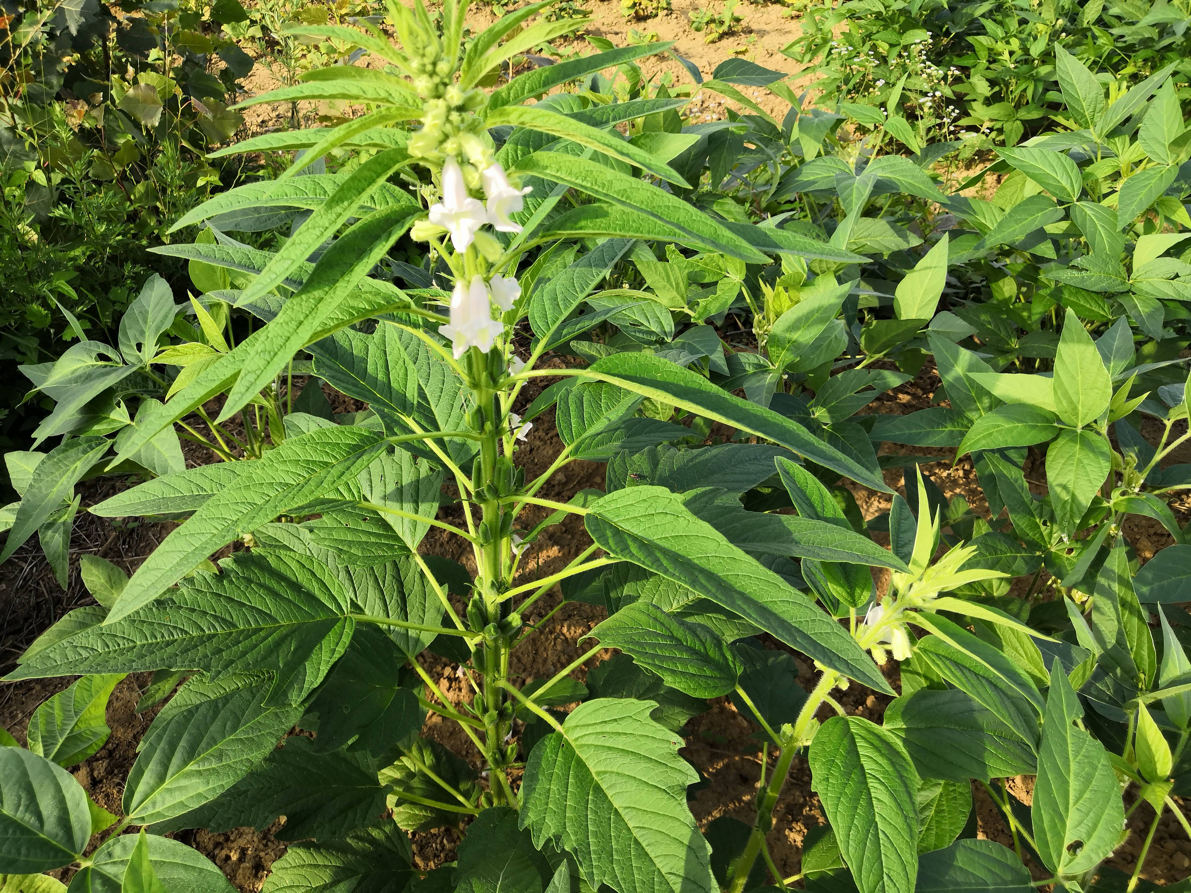 芝麻树图片野生图片