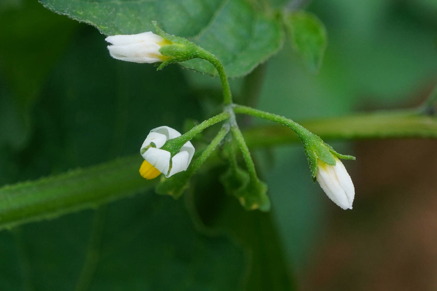 我见到的山东本土植物和园林栽培植物(635)龙葵
