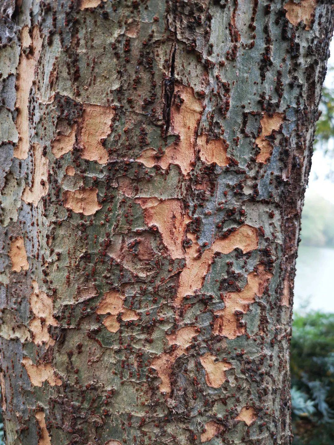 树皮的"眼泪"与"笑容":树木是如何表达情感的?