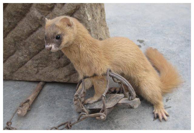 2万只黄鼠狼,被索赔近千万巨款,黄鼠狼为何不能杀?