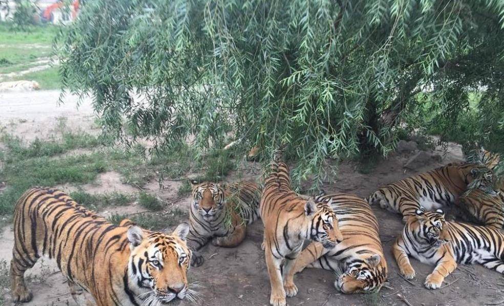 不仅如此,一只华南虎的领地大概在70平方公里左右,这还是建立在这片