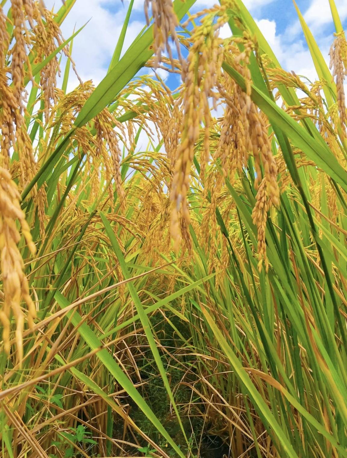 3. 印度是世界上稻米消费量最高的国家,每年消耗超过1亿吨稻米.2.