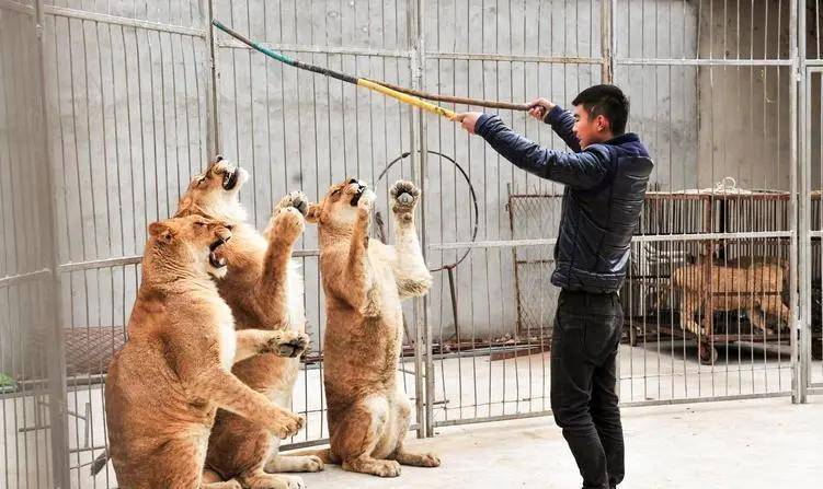 中国养虎第一村,祖传养虎现有上千只,村民:养不起死不起扔不掉_老虎