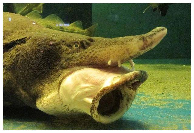 1028斤达氏鳇被渔民误捕,国家以22万元收购,它后来怎么样了?