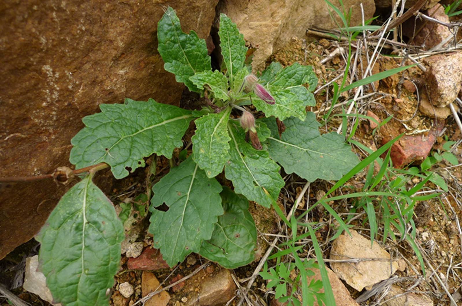 我见到的山东本土植物和园林栽培植物(693)地黄