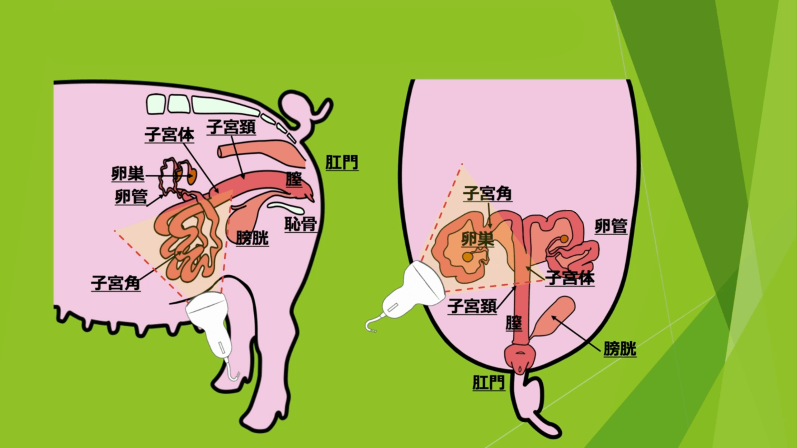 如何确认母猪排卵图片图片