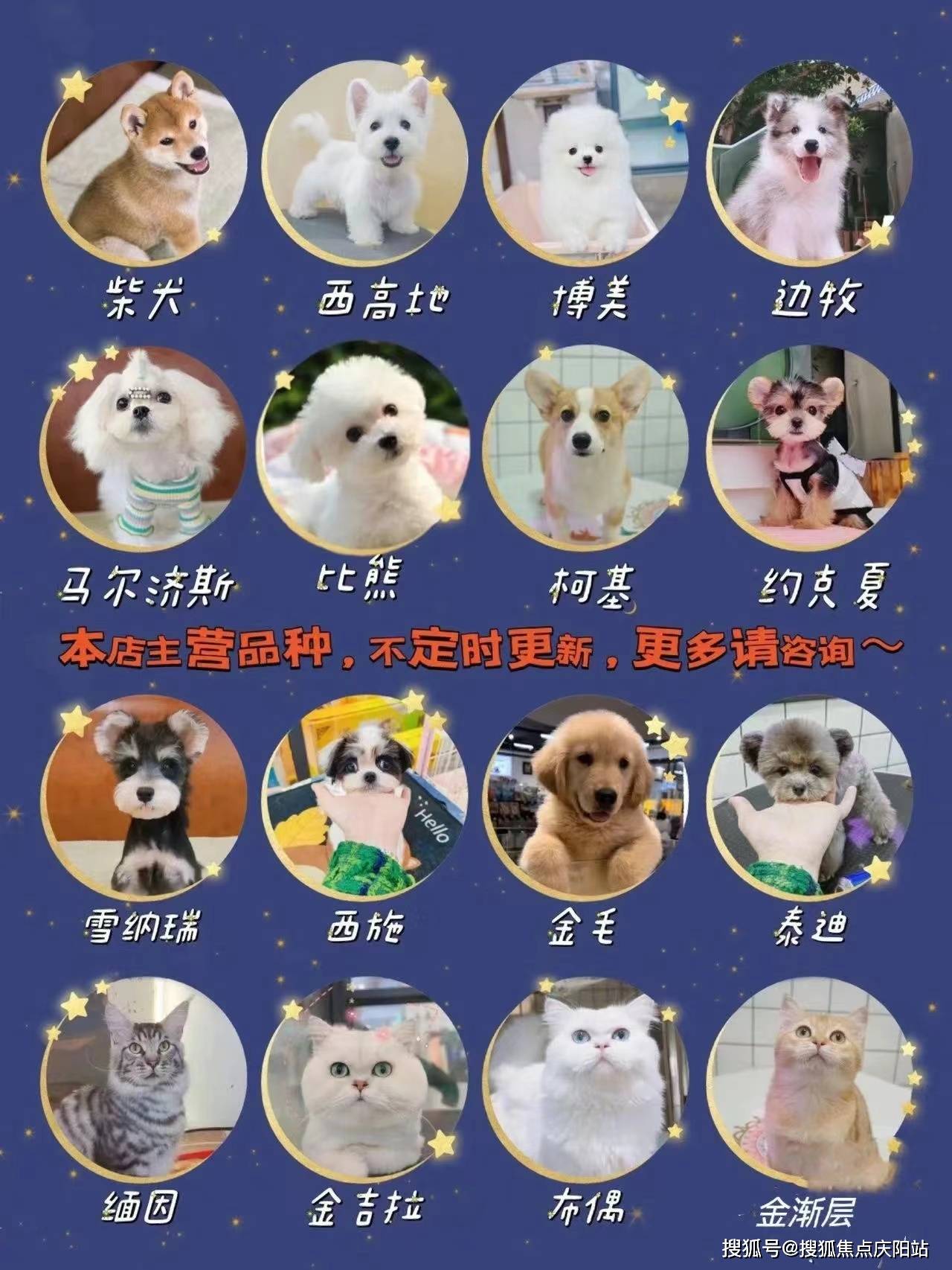 仙女猫多少钱一只图片