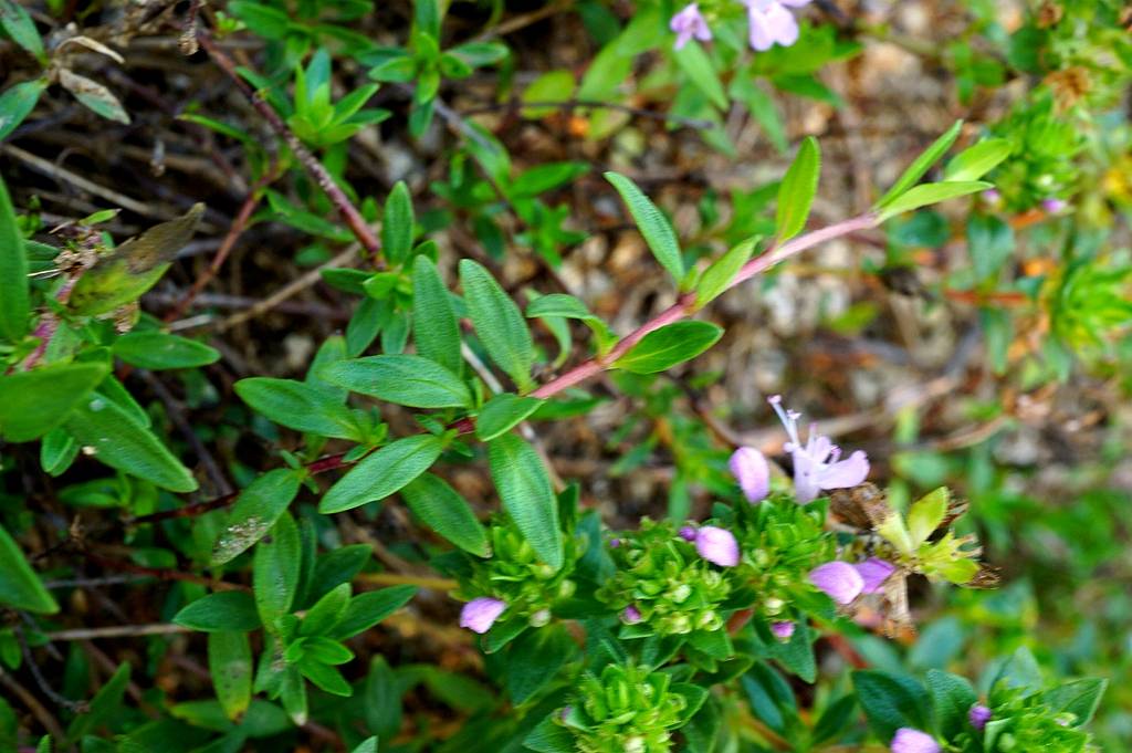 我见到的山东本土植物和园林栽培植物
