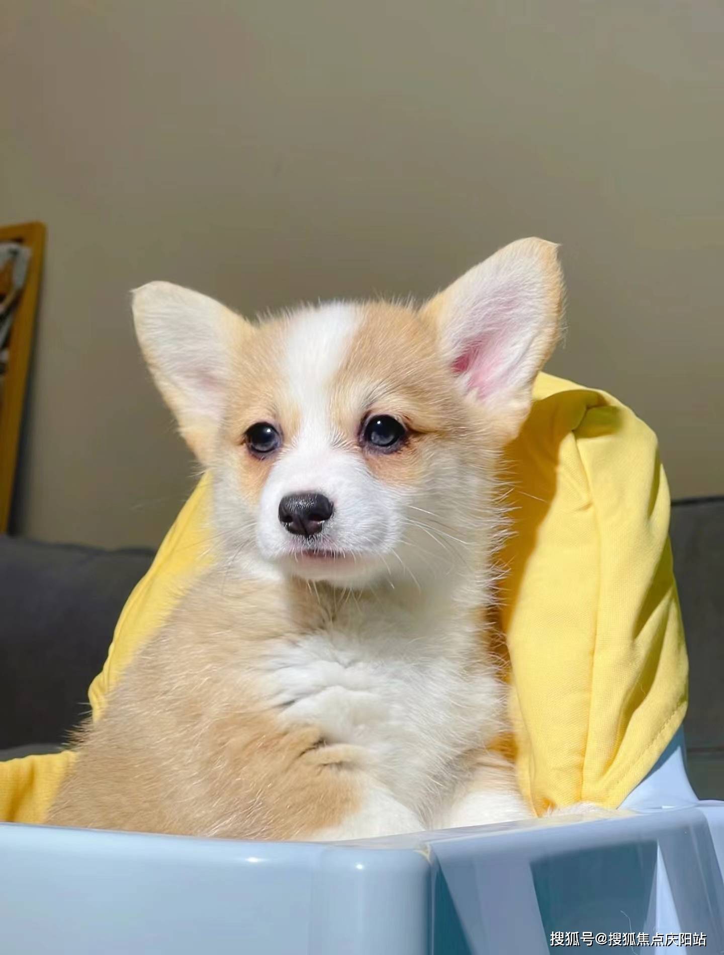 绵阳买柯基犬宠物基地