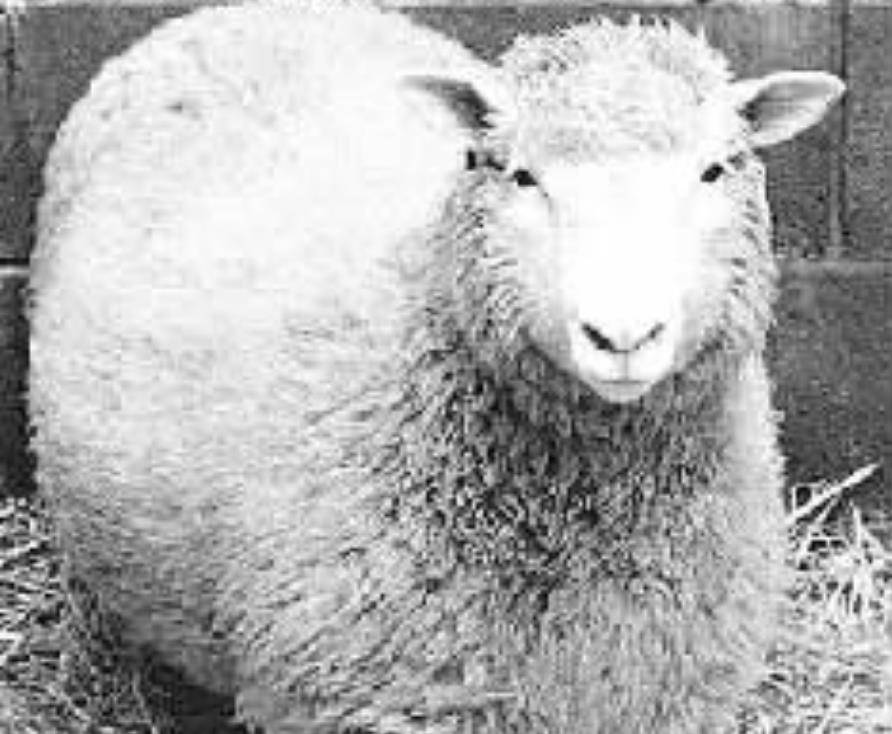 25年前就造出克隆羊,为何不克隆人?看看克隆羊的下场有多么恐怖