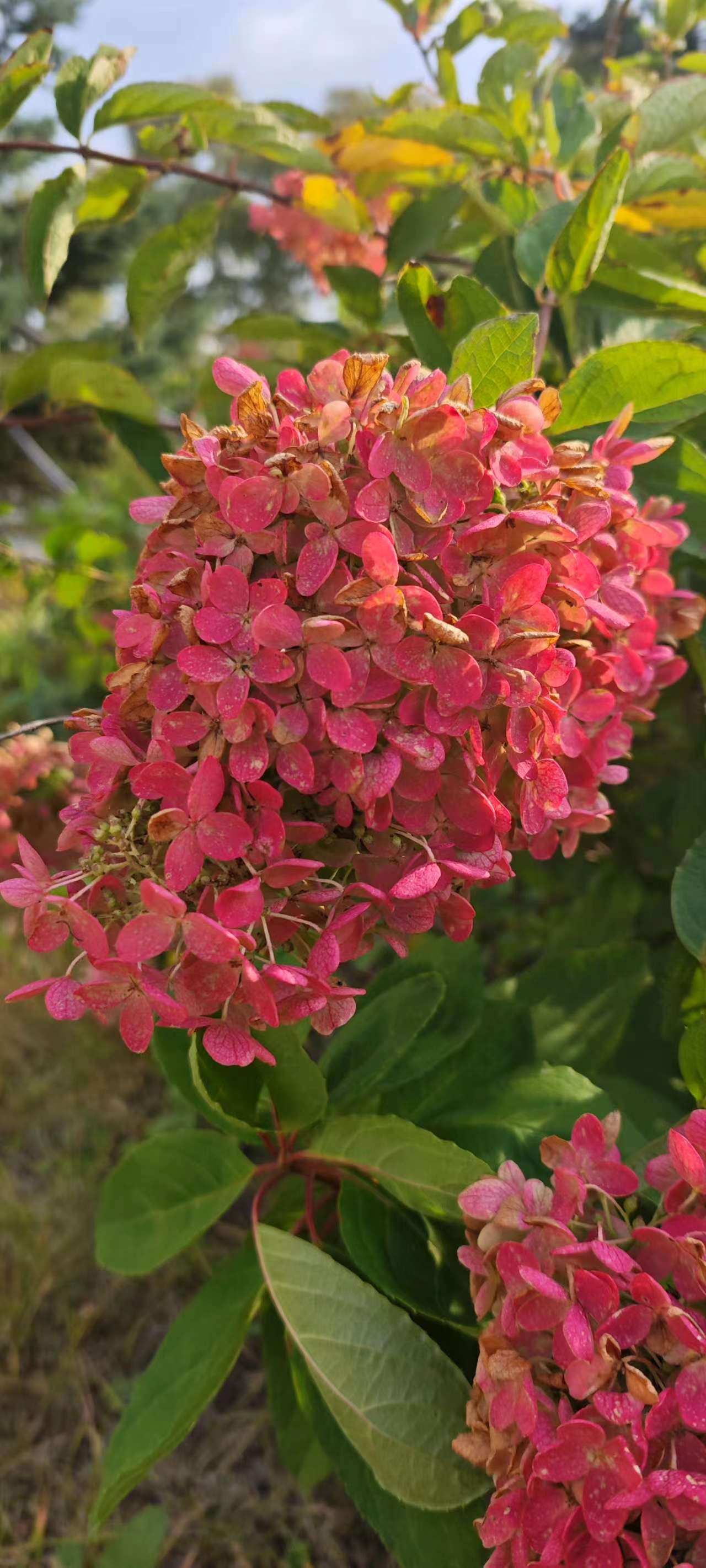 深秋里的红绣球花:热烈的坚守