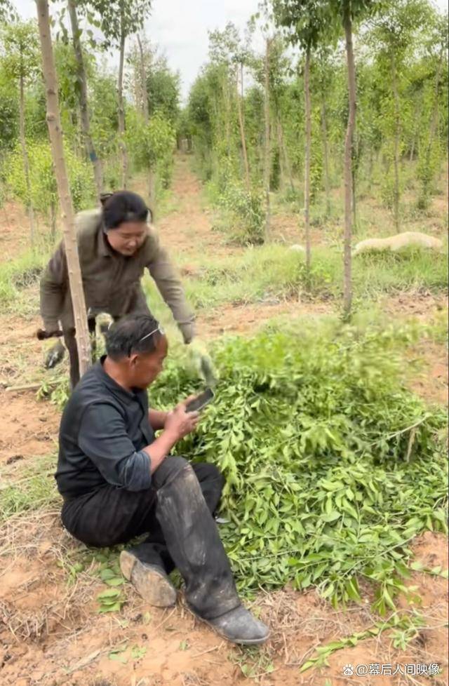 沙漠种树大骗局图片