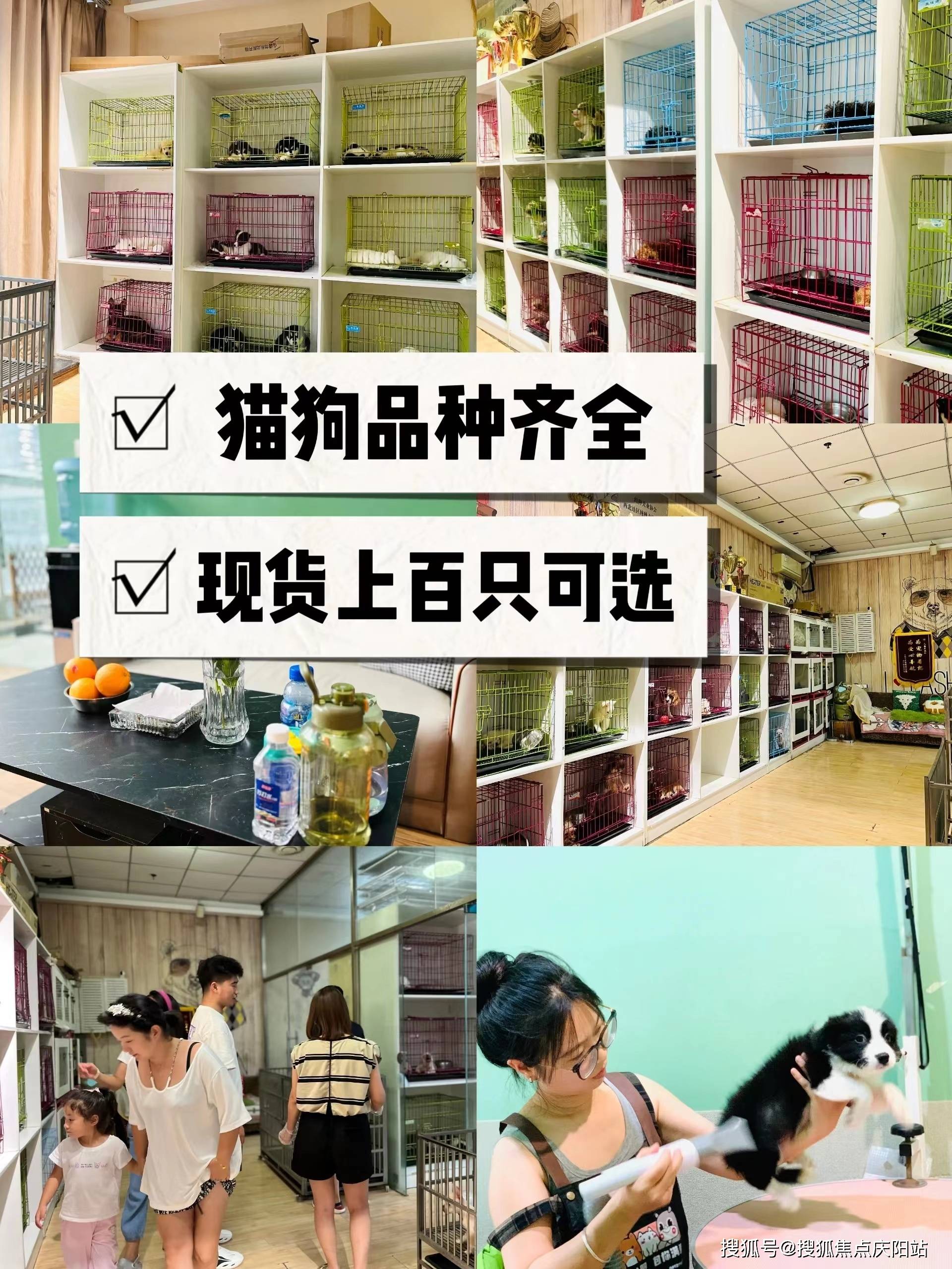 南宁买拉布拉多犬宠物基地(南宁江南区)买拉布拉多犬多少钱一只
