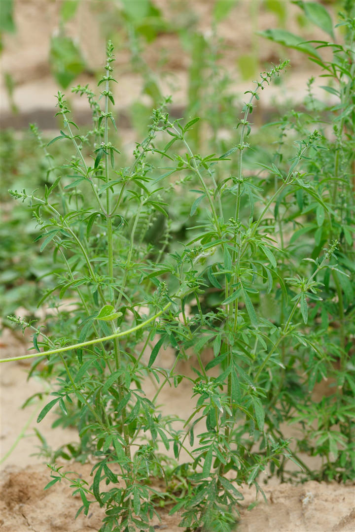 我见到的山东本土植物和园林栽培植物