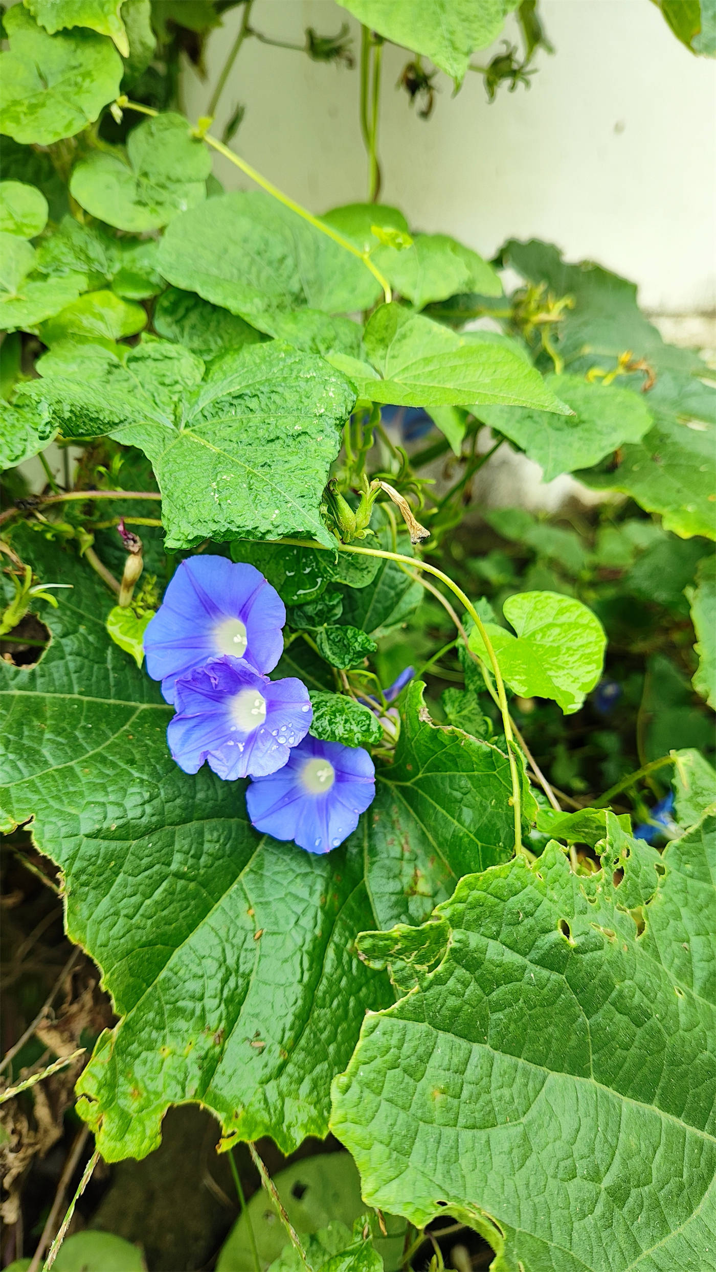 喇叭花的特点牵牛花图片