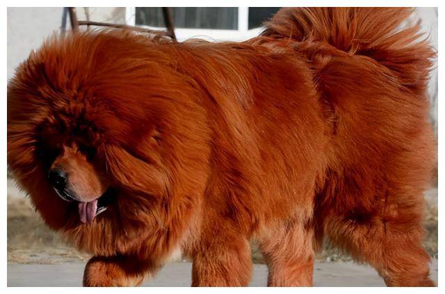 山东男子收养藏獒幼犬