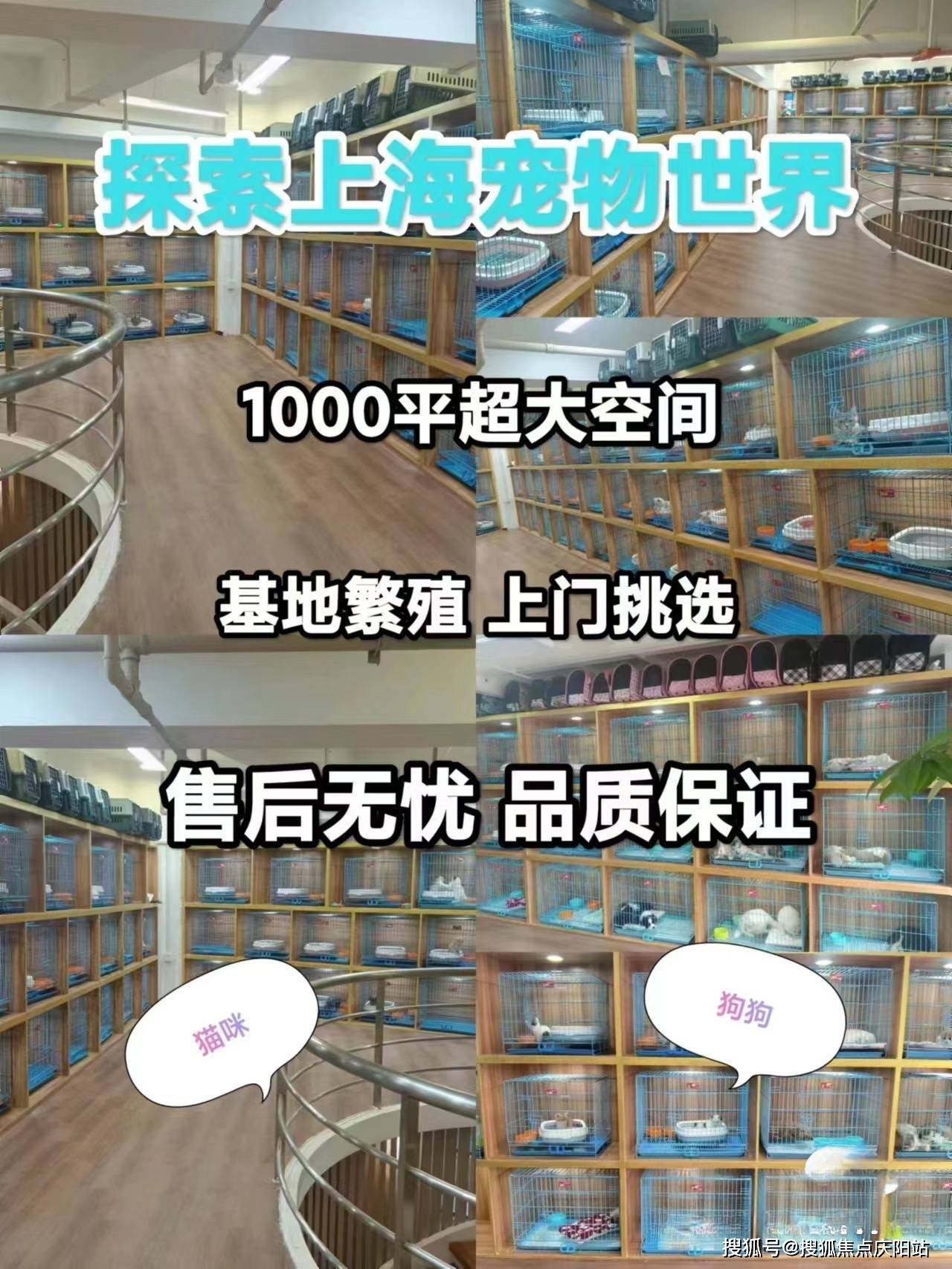 上海这里买比熊犬价格优惠,品质更佳!