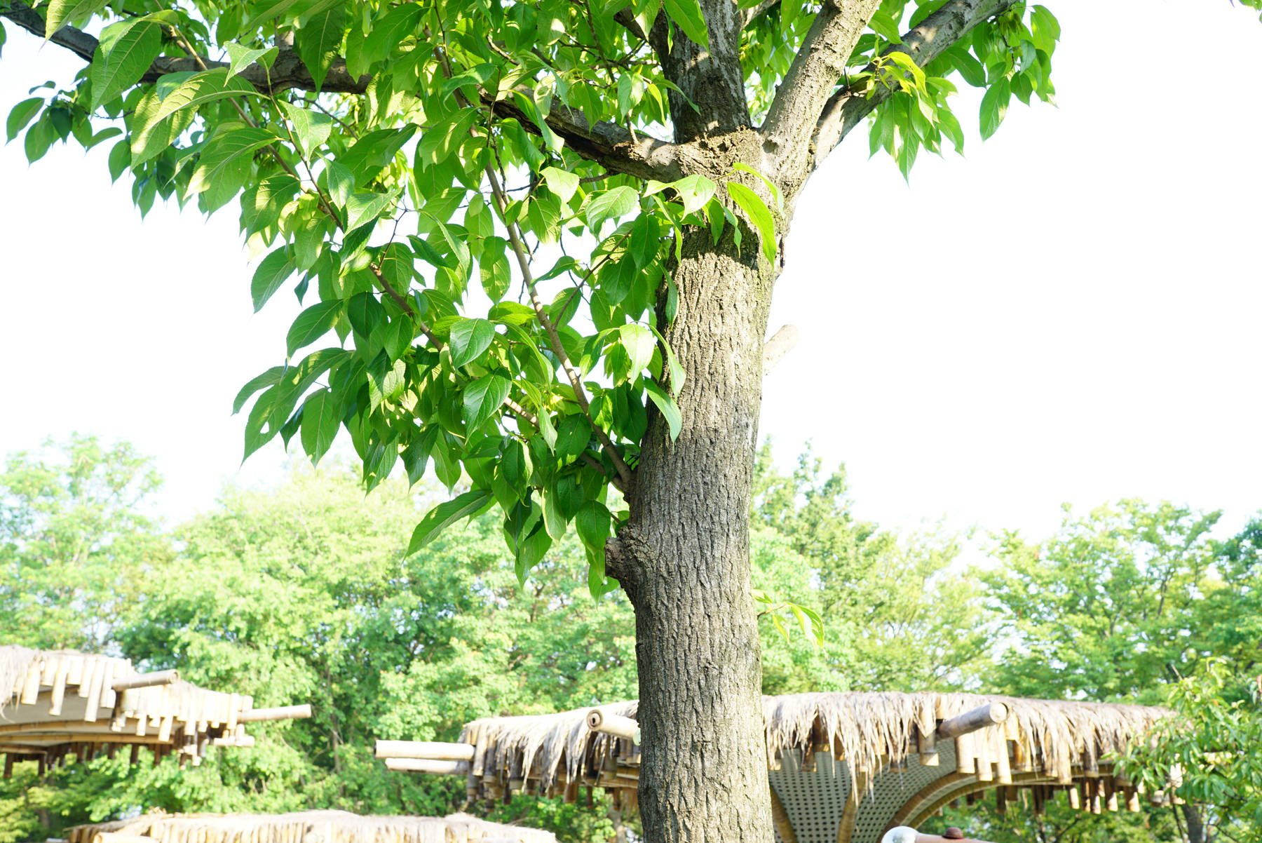 我见到的山东本土植物和园林栽培植物