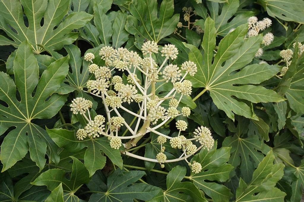 我见到的山东本土植物和园林栽培植物(802)八角金盘