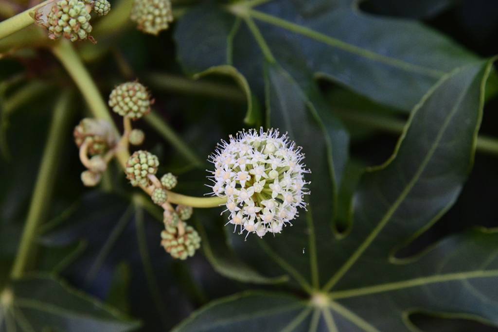 八角金盘的花冠类型图片