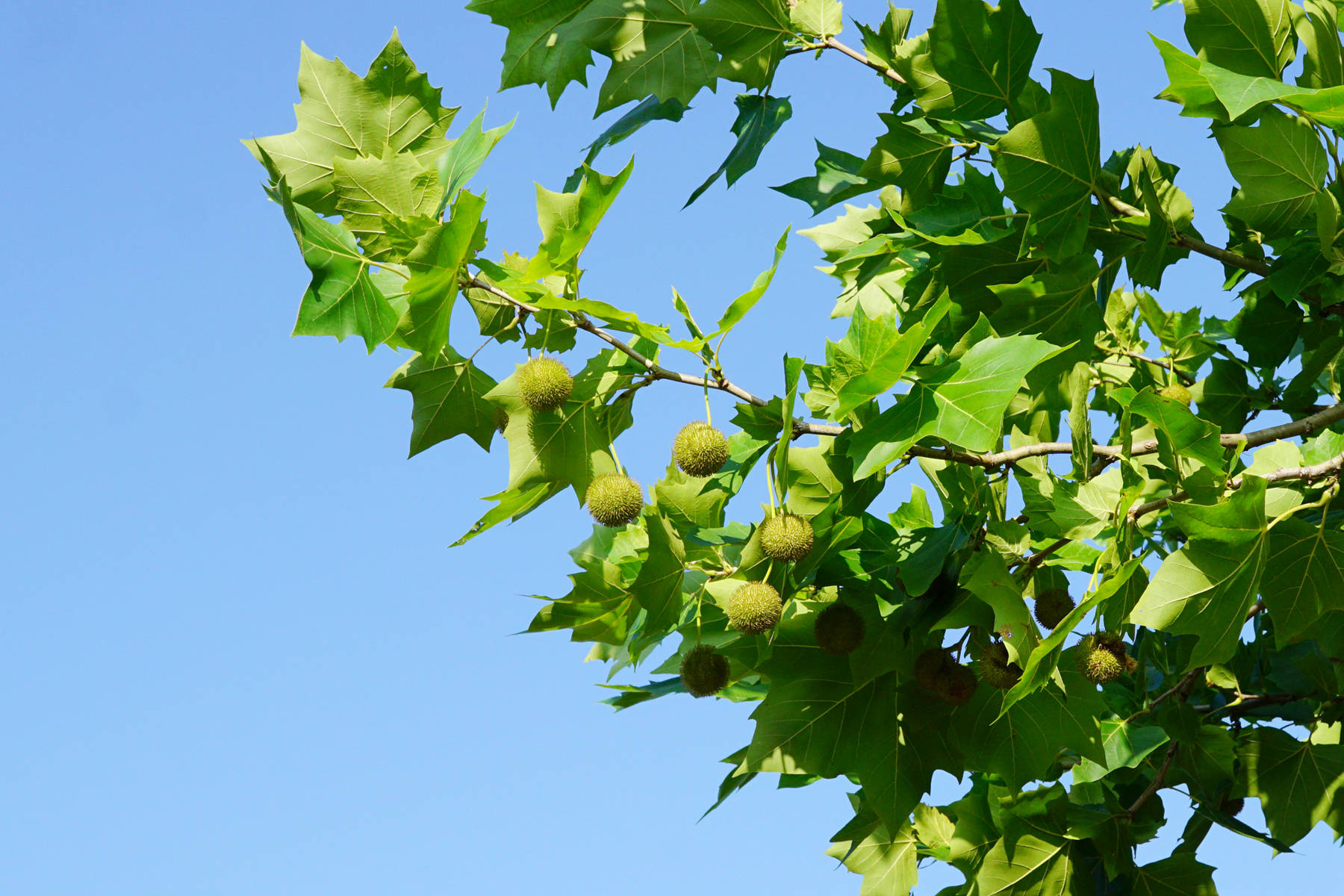 我见到的山东本土植物和园林栽培植物
