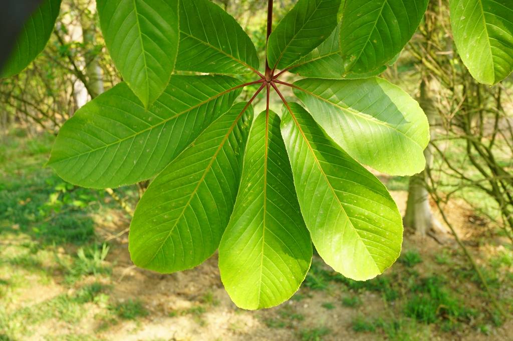 我见到的山东本土植物和园林栽培植物