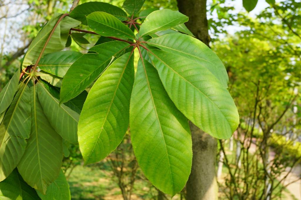 我见到的山东本土植物和园林栽培植物