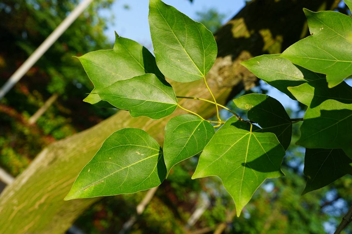 我见到的山东本土植物和园林栽培植物