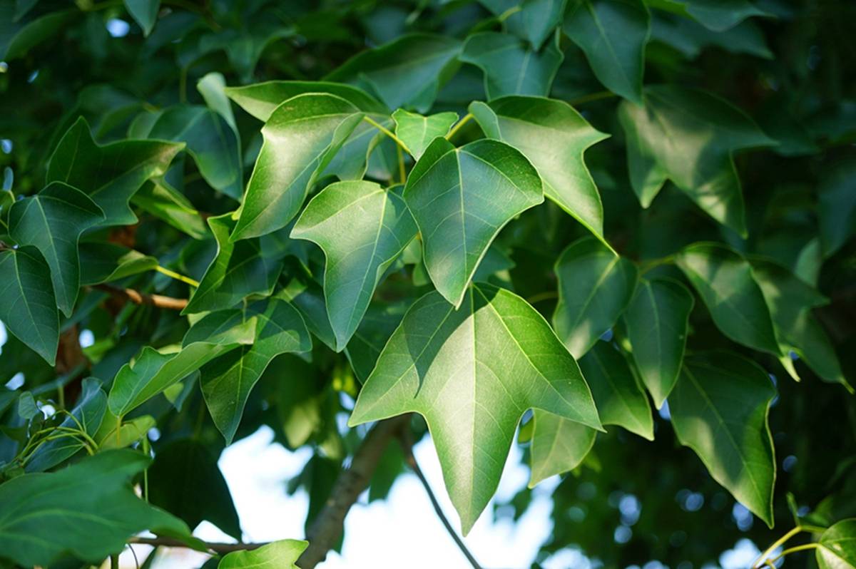 我见到的山东本土植物和园林栽培植物