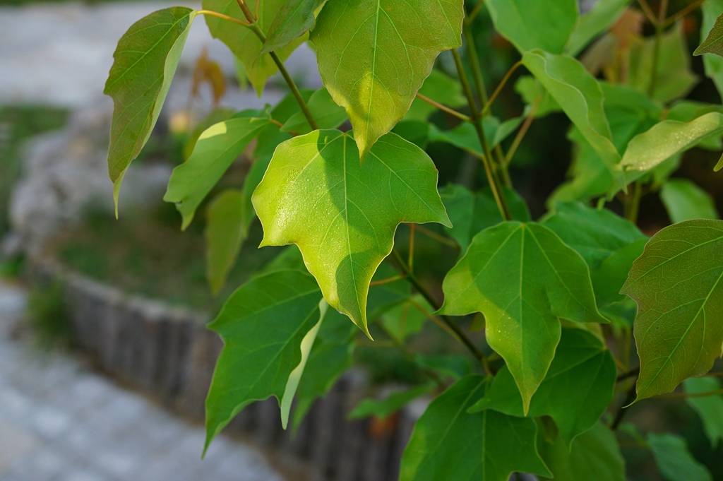我见到的山东本土植物和园林栽培植物