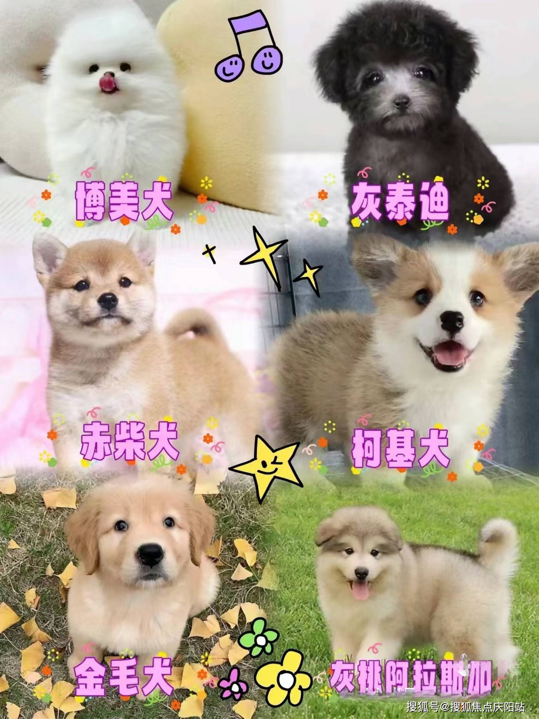 柴犬价格和图片图片