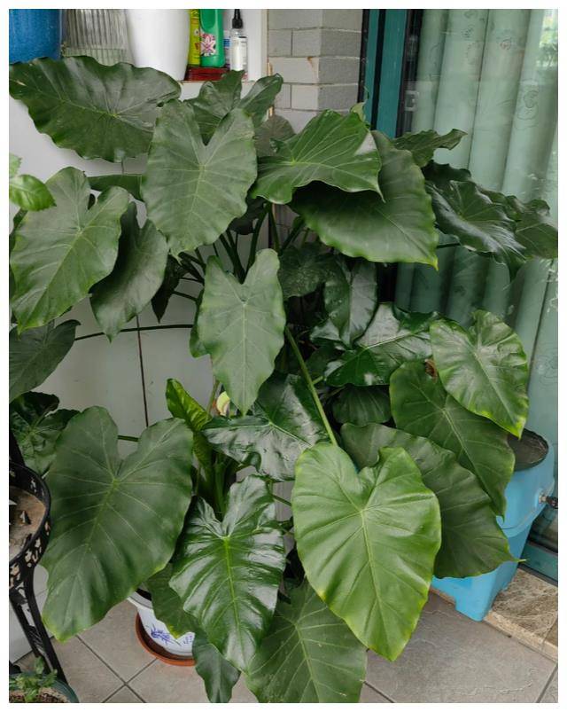 "两广地区的滴水观音,北方花市80块一棵",南方网友:免费送_植物_环境