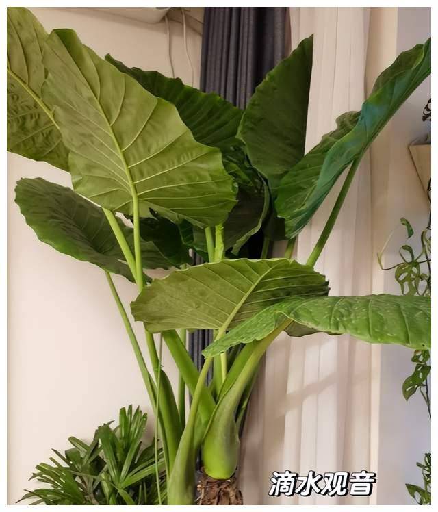 "两广地区的滴水观音,北方花市80块一棵",南方网友:免费送_植物_环境