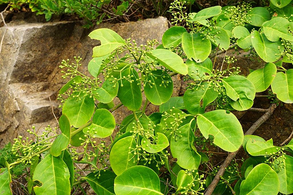 我见到的山东本土植物和园林栽培植物(864)扶芳藤